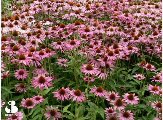 734. Ehinācija (Echinacea purpurea) 'Magnus' (1,5 l pods)